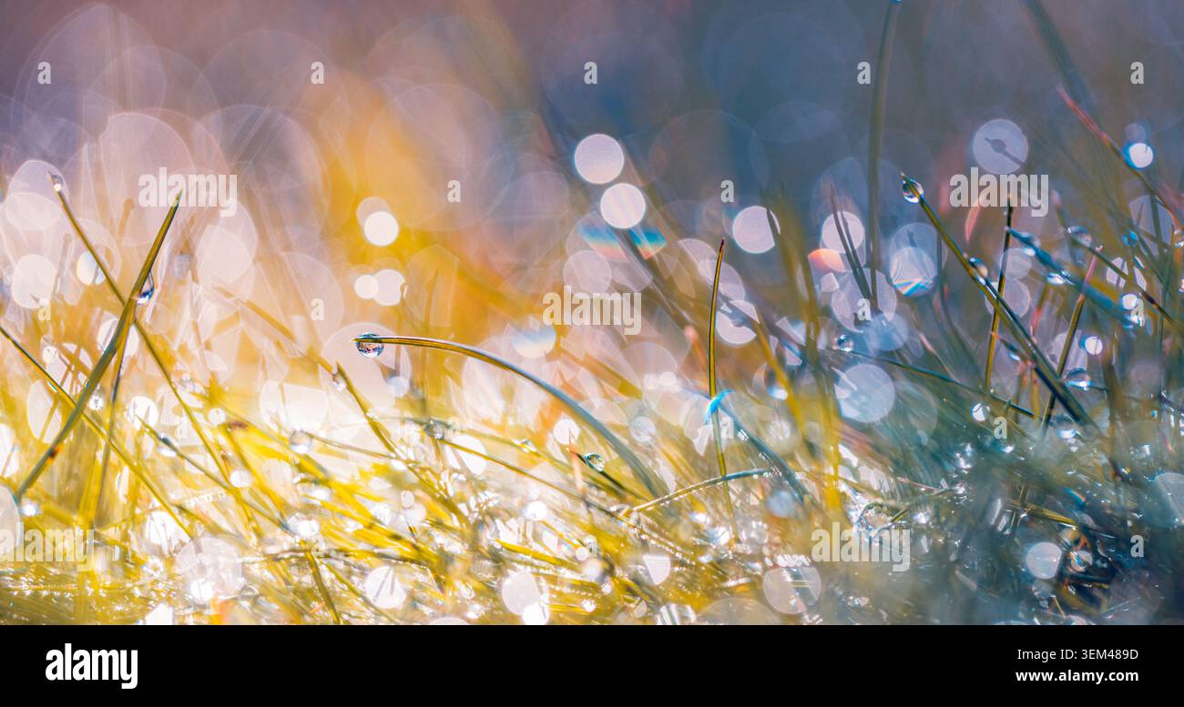 Prato dorato caldo che brilla con gocce di rugiada e una dolce luce bokeh del sole. Primo piano della natura al mattino con luce di controcampo. Sfondo naturale dell’alba benessere Foto Stock