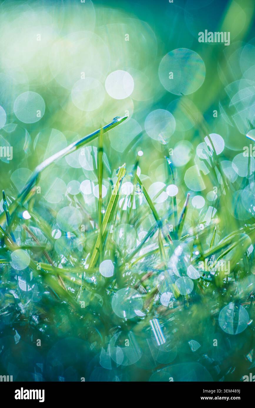 Prato verde scintillante con gocce di rugiada sfocate in luce mattutina. Primo piano della natura primaverile fresca. Sfondo naturale per il benessere ecologico Foto Stock