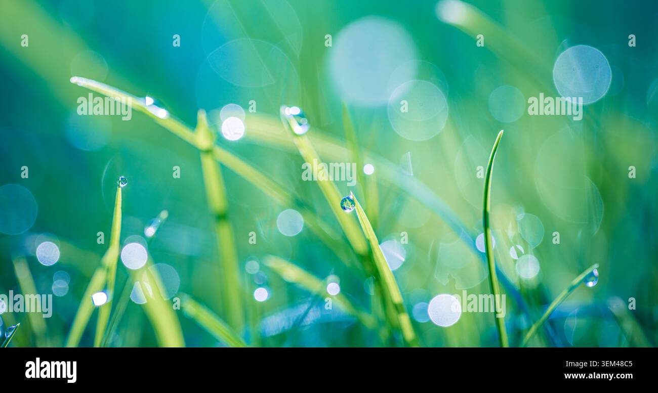 Gocce di rugiada mattutina sull'erba verde fresca con luce morbida in bokeh in un prato primaverile. Gocce d'acqua scintillanti nella natura. Erba verde primo piano soleggiato naturale Foto Stock