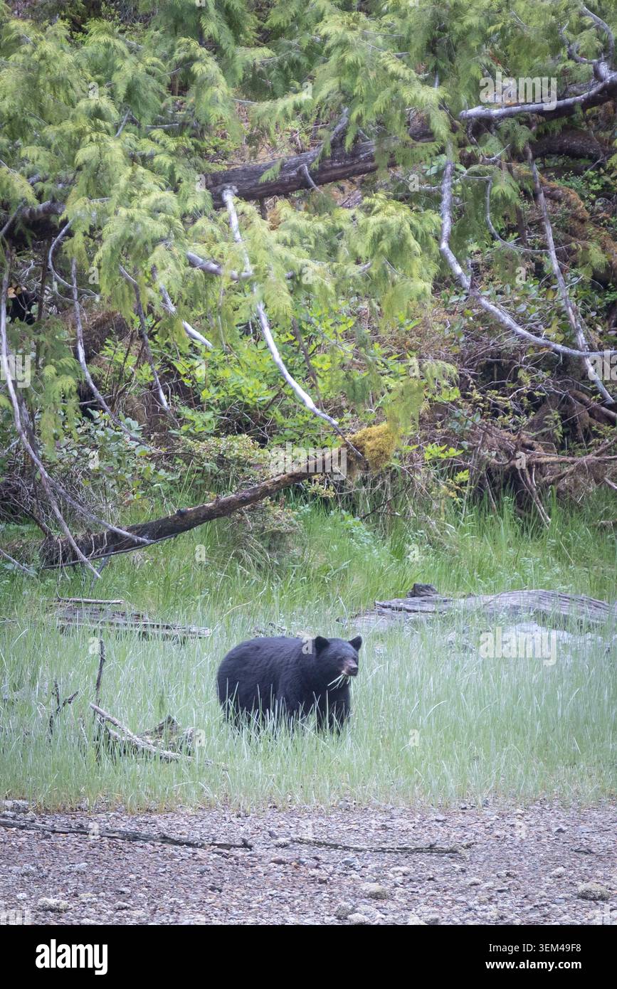 Caccia all'orso nero nel prato costiero della foresta circondato da Mossy Foto Stock