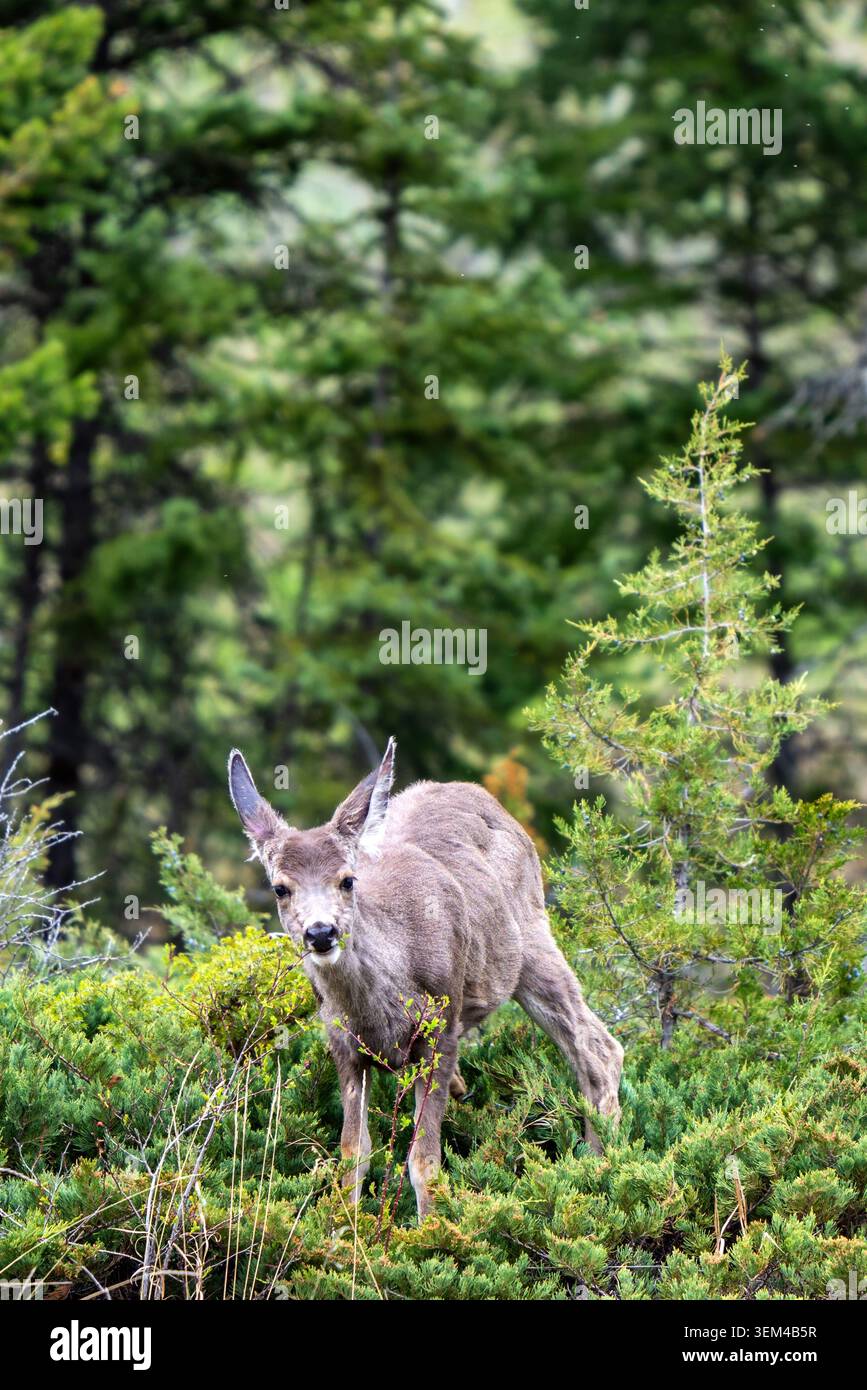 Il cervo mulo si fa vivo tra gli arbusti verdi e le conifere nella natura selvaggia Foto Stock