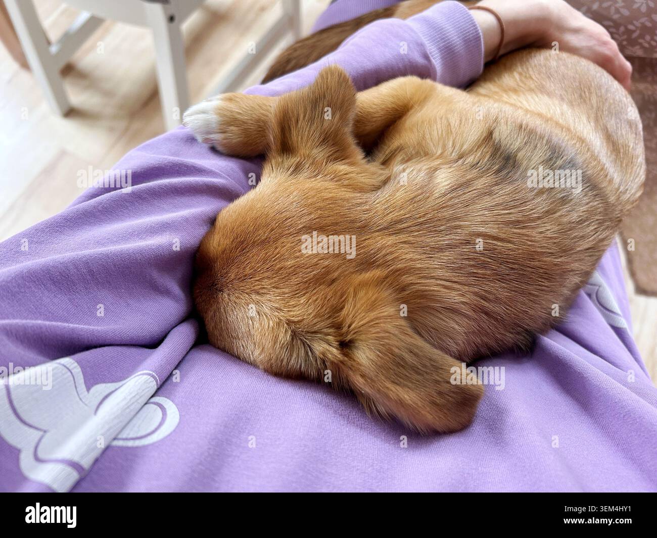 Piccolo cane marrone che dorme accoccolato in grembo a una persona mentre viene accarezzato dolcemente Foto Stock