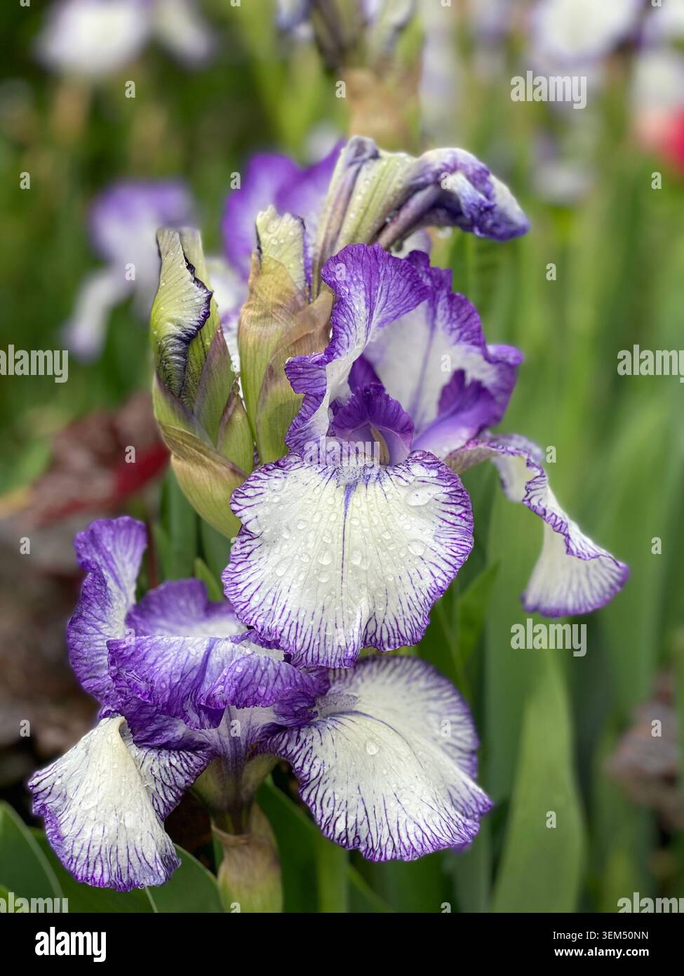 L'Iris barbuto 'Art deco' è un'iride di plicata barba alta con standard viola scuro. Le cascate bianche hanno un effetto "cuciture" blu-viola scuro intorno a. - Immagine stock catturata con smartphone