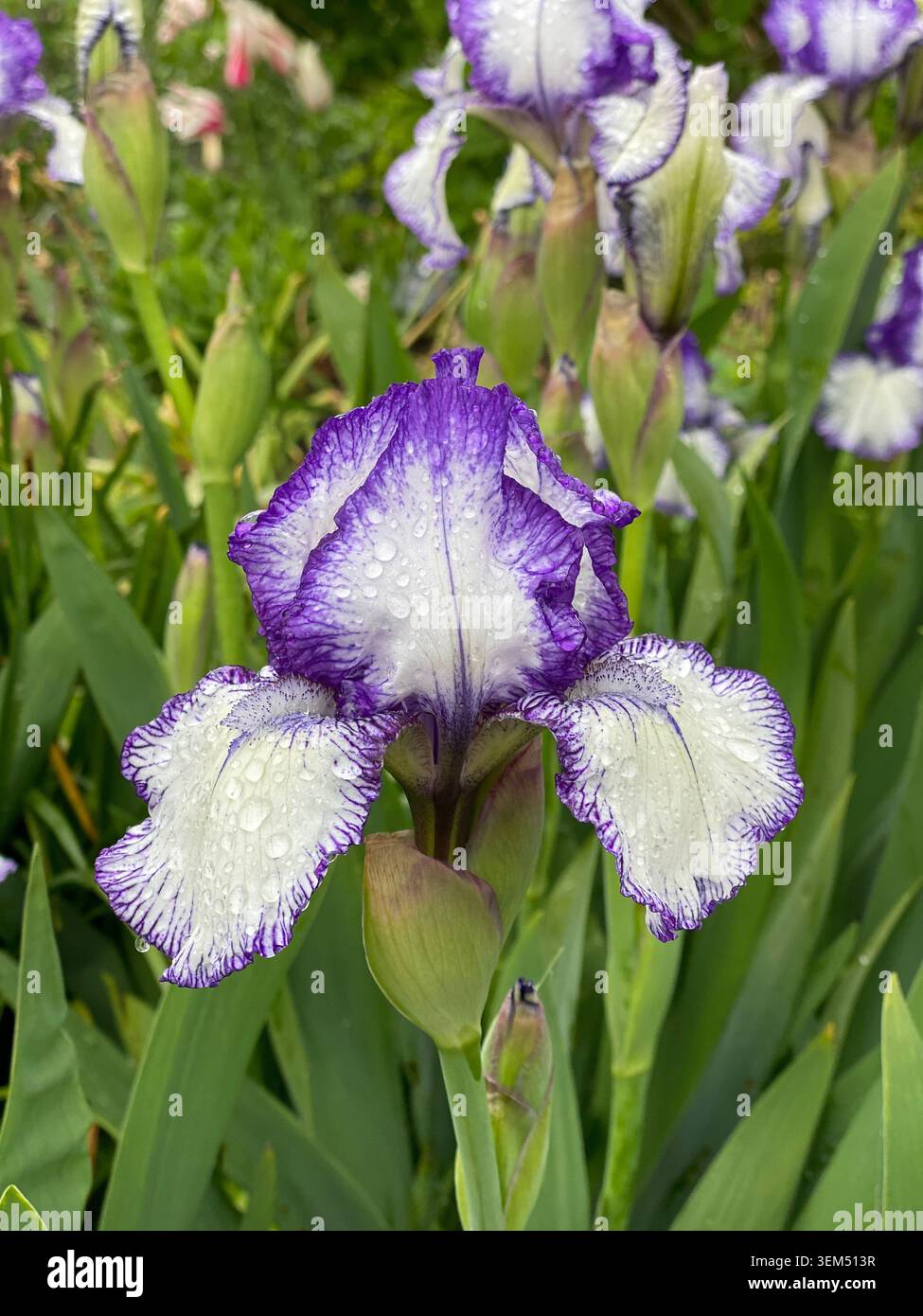 è un'iride di plicata con barba alta con standard viola scuro. Le cascate bianche hanno un effetto "cuciture" blu-viola scuro intorno ai bordi di ogni petalo. - Immagine stock catturata con smartphone