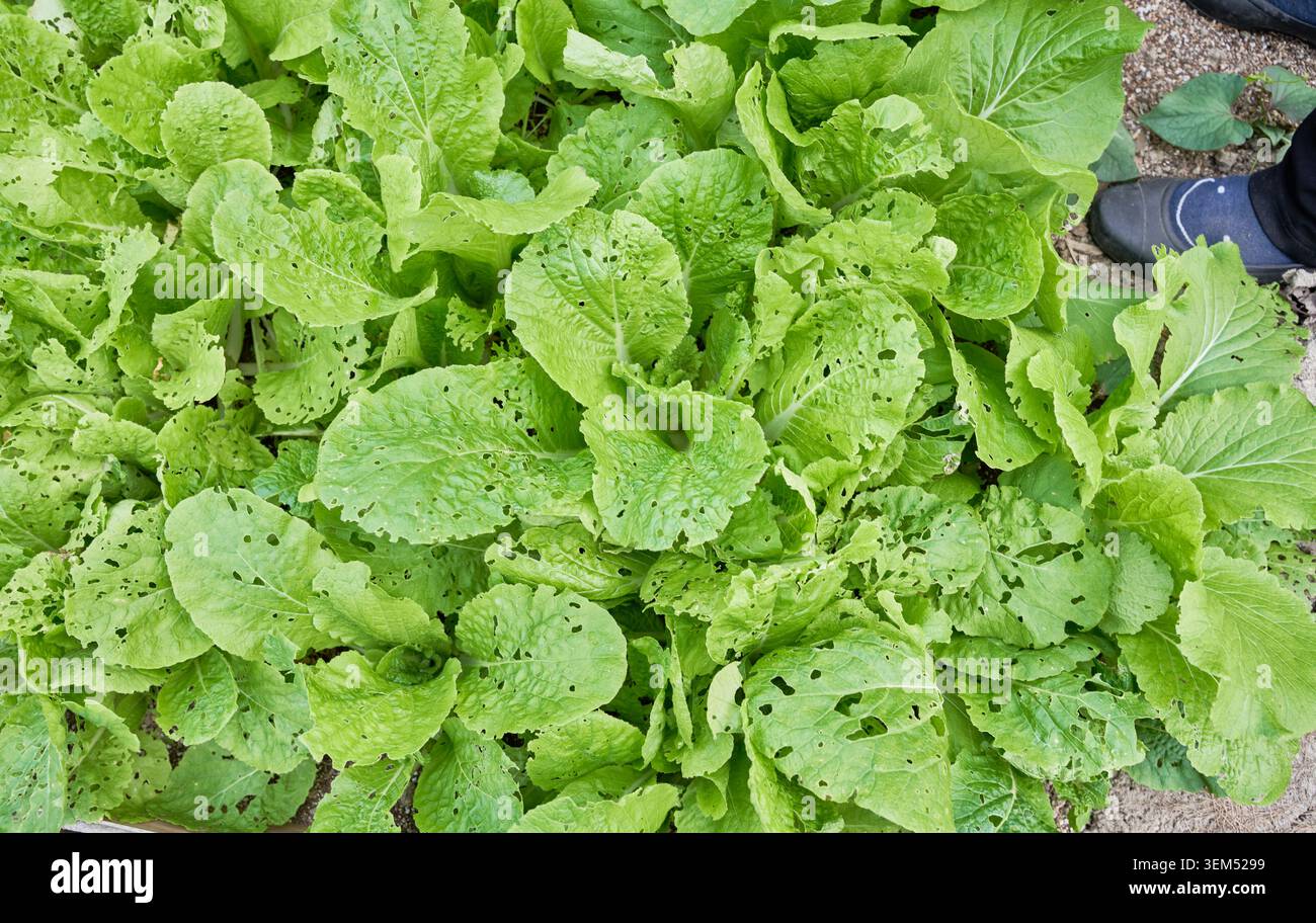 Cavolo coreano coltivato naturalmente in un campo. Le foglie mangiate con insetti mostrano un'agricoltura biologica autentica e senza pesticidi e un'agricoltura naturale. Foto Stock