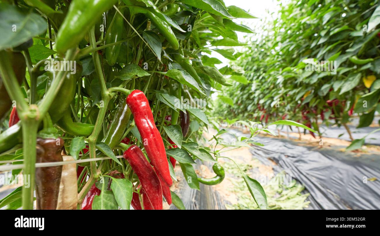 Peperoni verdi e rossi nativi coreani che crescono in un campo. Include peperoni verdi freschi raccolti in mano e piante coltivate con pacciame di plastica nera. Foto Stock