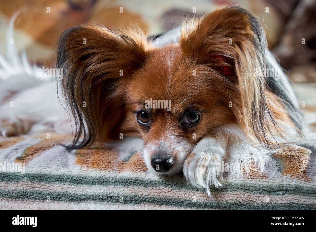 Il ritratto ravvicinato mostra il cane Papillon tricolore con orecchie grandi e con frange simili a una farfalla, che riposa la testa sulla zampa mentre si è sdraiati in casa. Occhi intelligenti, dist Foto Stock