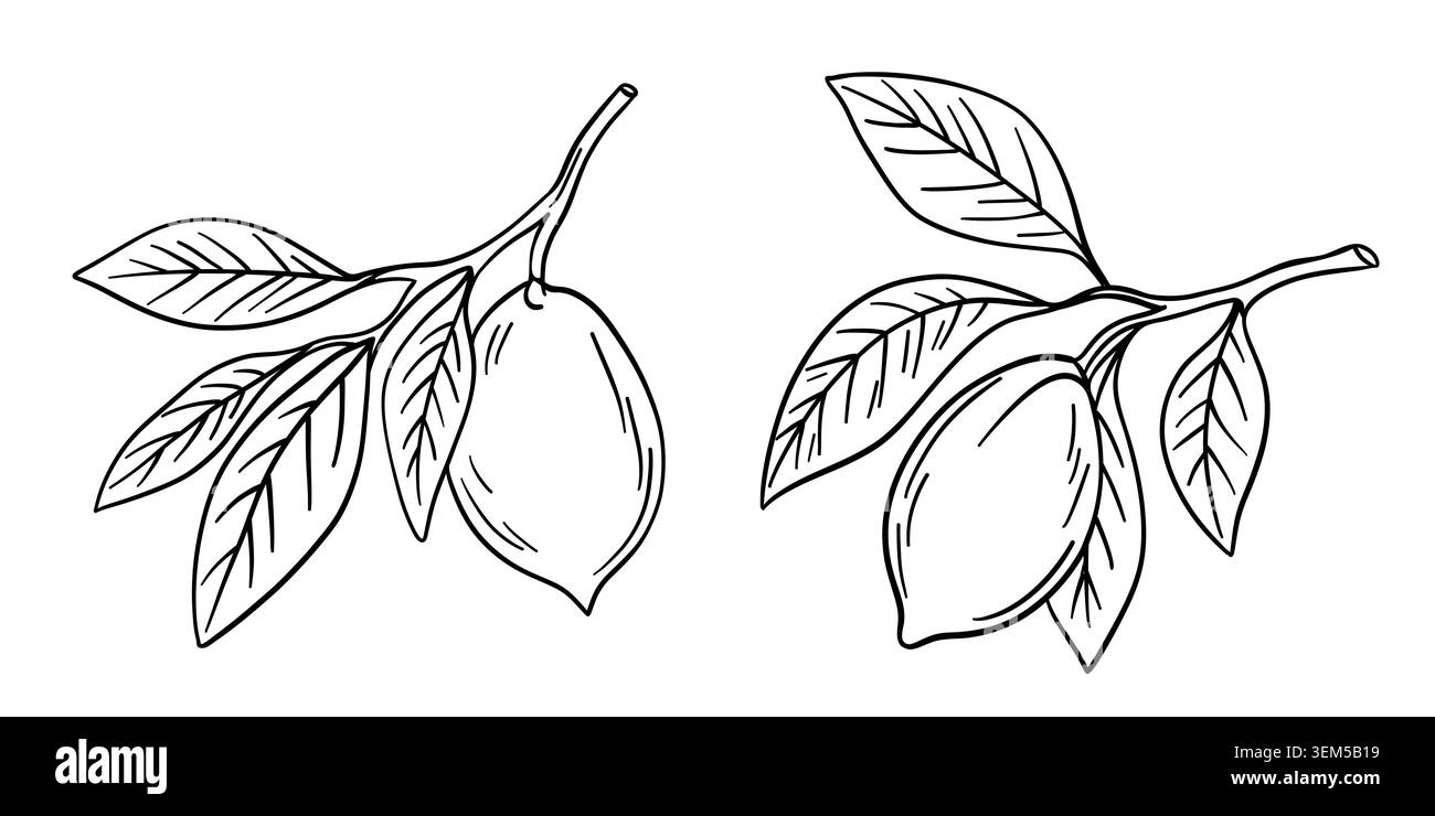 Illustrazione disegnata a mano con limoni in contorno bianco e nero. Limoni interi, fette di limone, foglie e consistenze organiche naturali. Contorno pag colorazione bambini Foto Stock