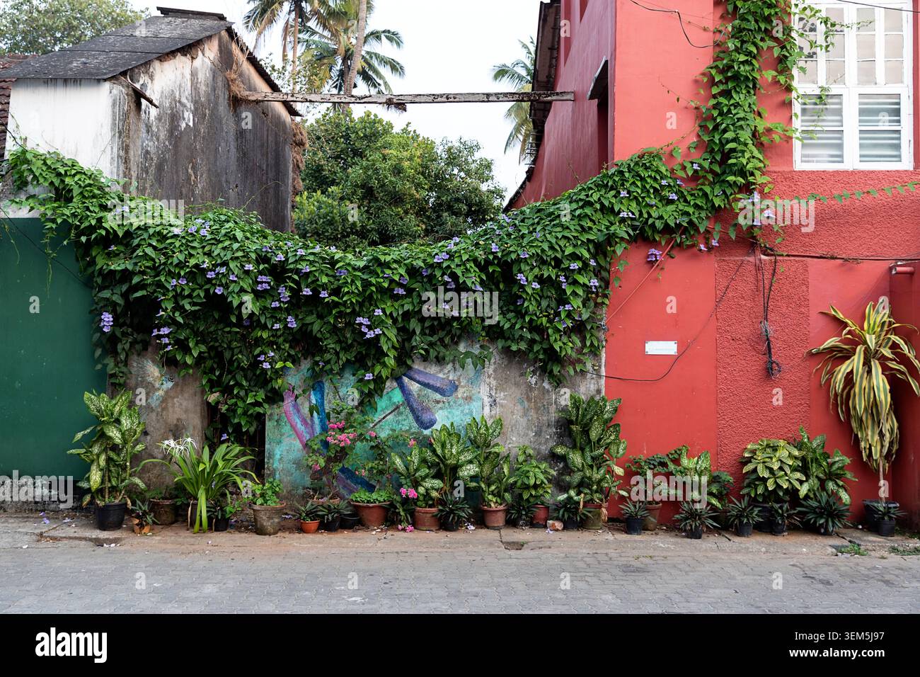 Giardini pieni di vegetazione tropicale e fiori per le strade della città di kochi in kerala, india. Piccola oasi tropicale circondata da edifici coloniali Foto Stock