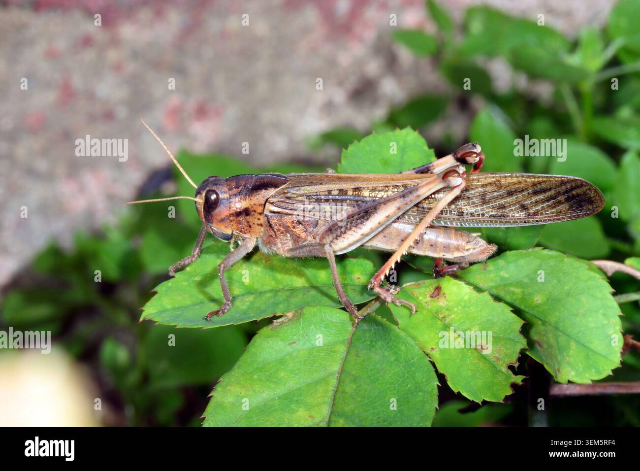 Locusta migratoria, Locusta migratoria. Sulla lamina Foto Stock