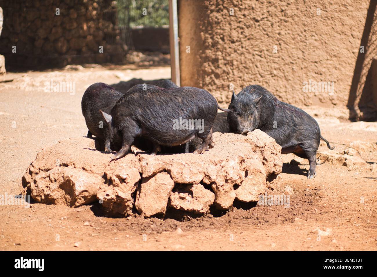 Gruppo di maiali vietnamiti addolcificati che mangiano da una vaschetta di pietra Foto Stock