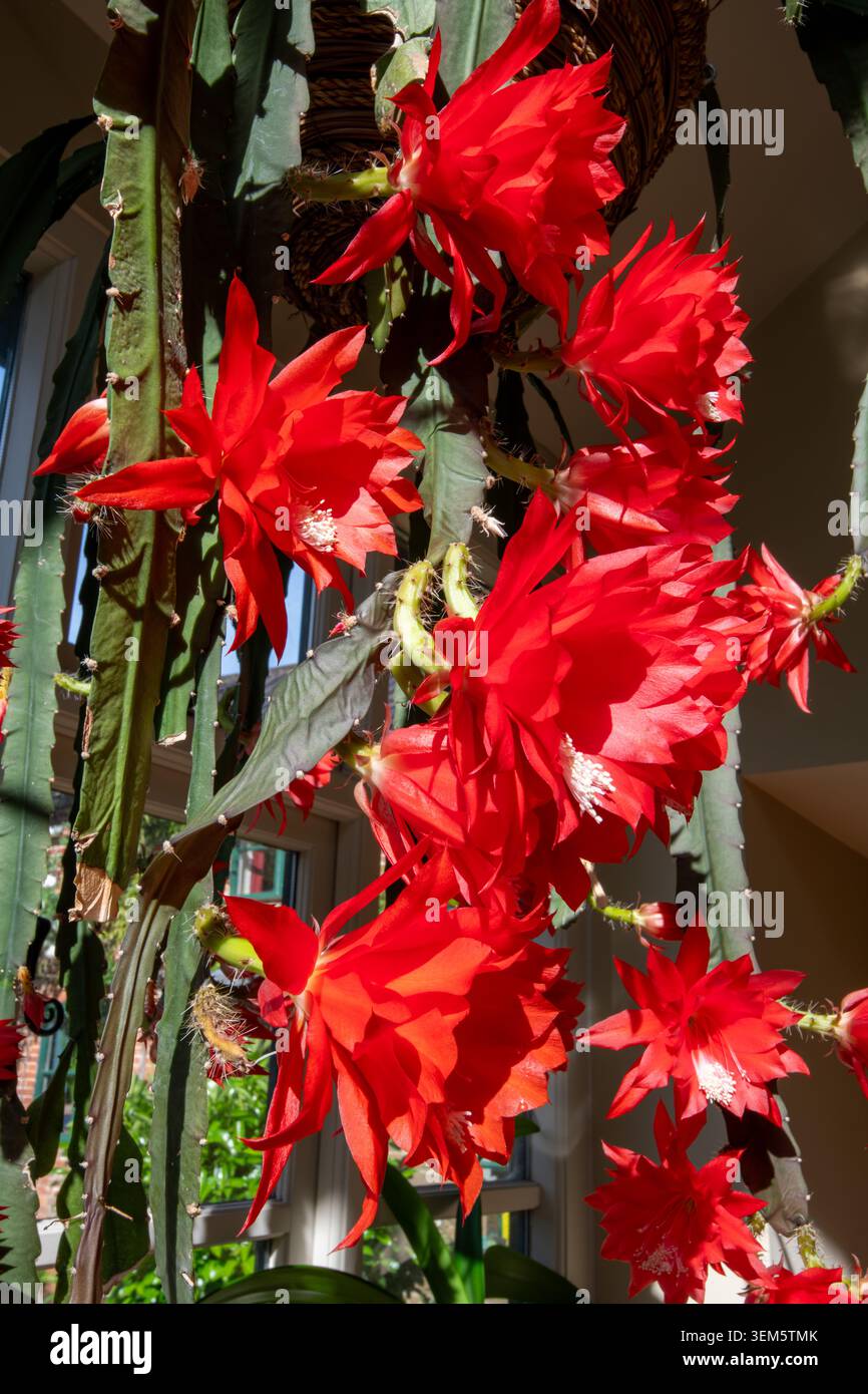 Fiori di cactus Epiphyllum rosso brillante illuminati dal sole in un cestino da appendere al coperto Foto Stock