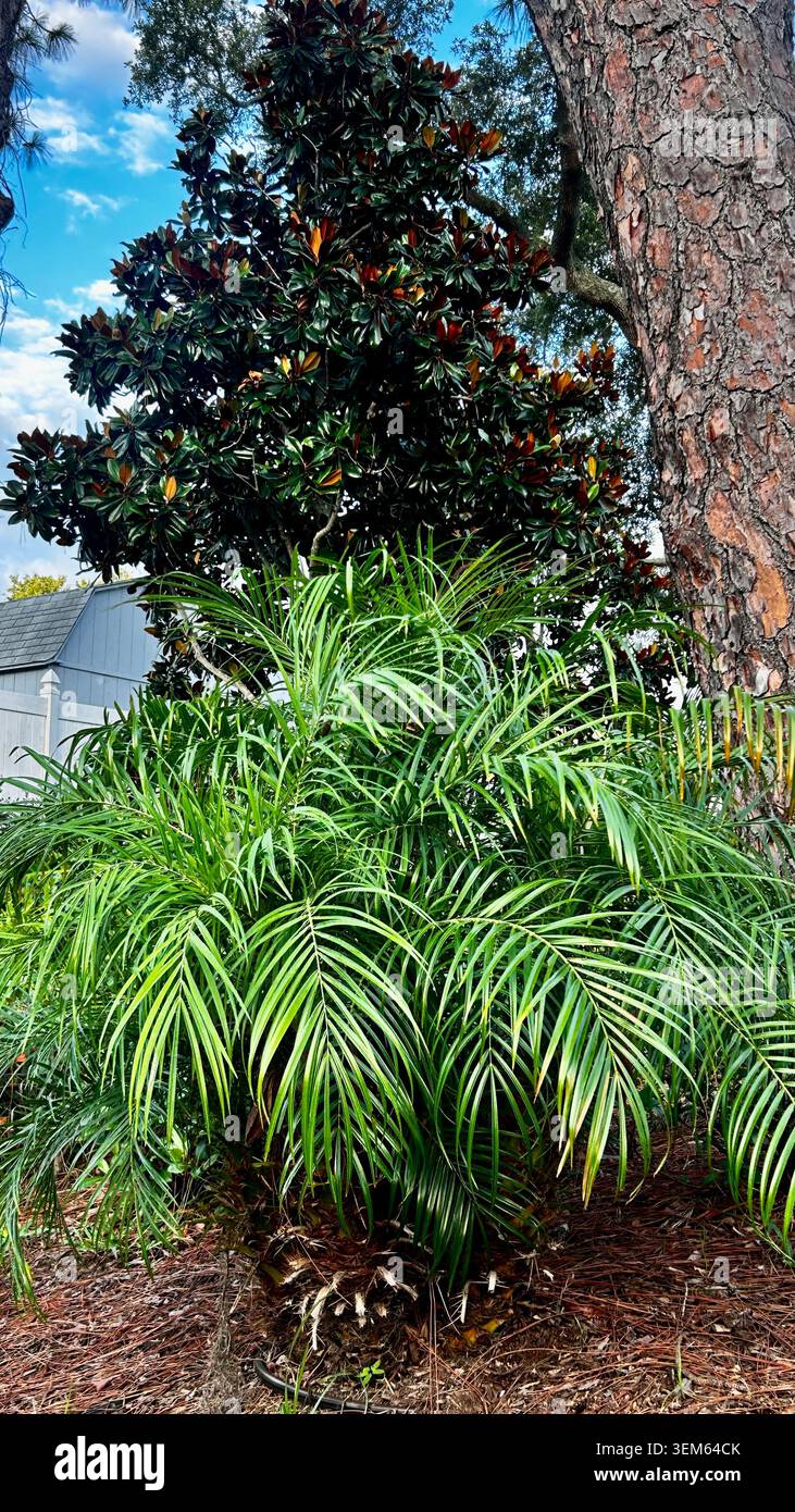 Una vivace mostra della bellezza naturale della Florida, con fiori selvatici colorati che fioriscono attraverso lussureggianti paesaggi verdi. Vegetazione tropicale - Immagine stock catturata con smartphone