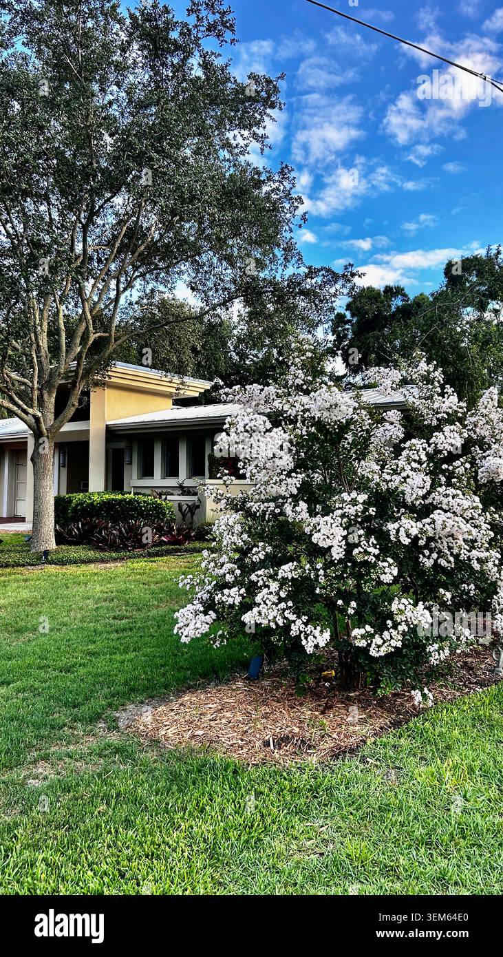 Una bella e lussuosa strada residenziale in Florida caratterizzata da lussuose case di lusso circondate da lussureggianti giardini tropicali. Ville eleganti Foto Stock