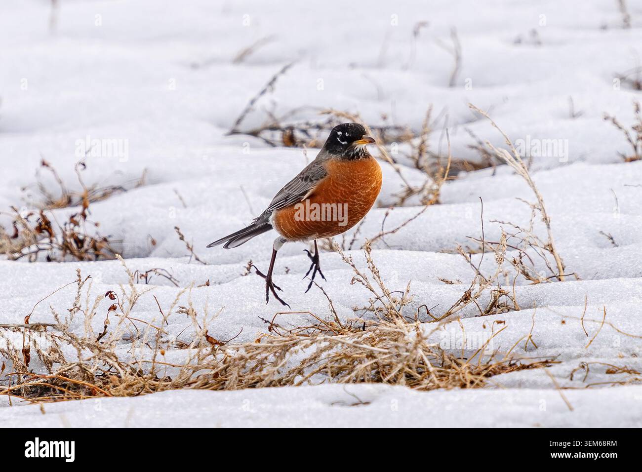 Un uccello Robin americano che salta sul pennello in un campo innevato in Colorado in inverno. Foto Stock