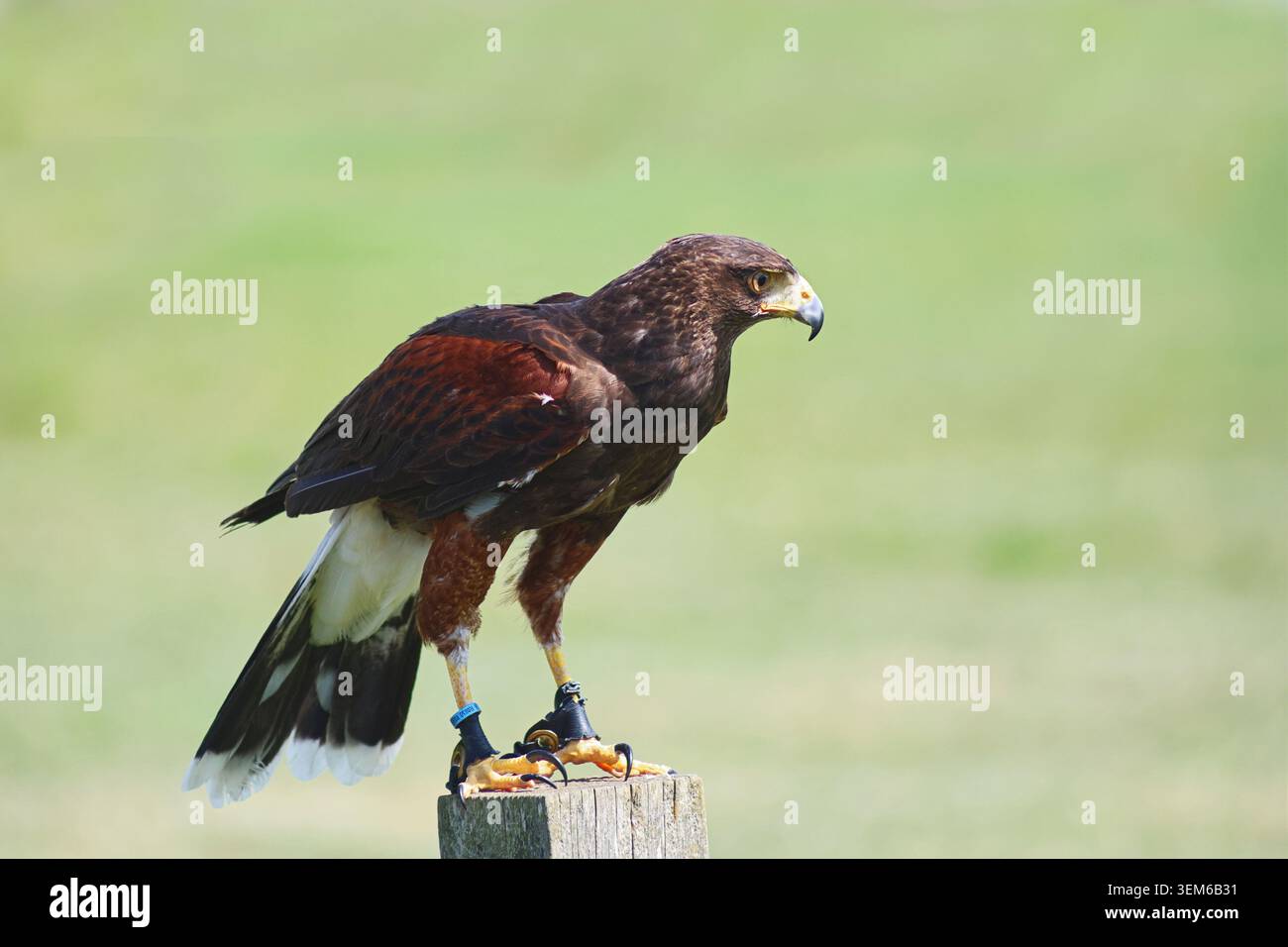 Hawk di Harris, Parabuteo unicinctus, appollaiato su un palo su uno sfondo di erba verde - uccello preda medio-grande trovato nel Nord e Sud America. Foto Stock