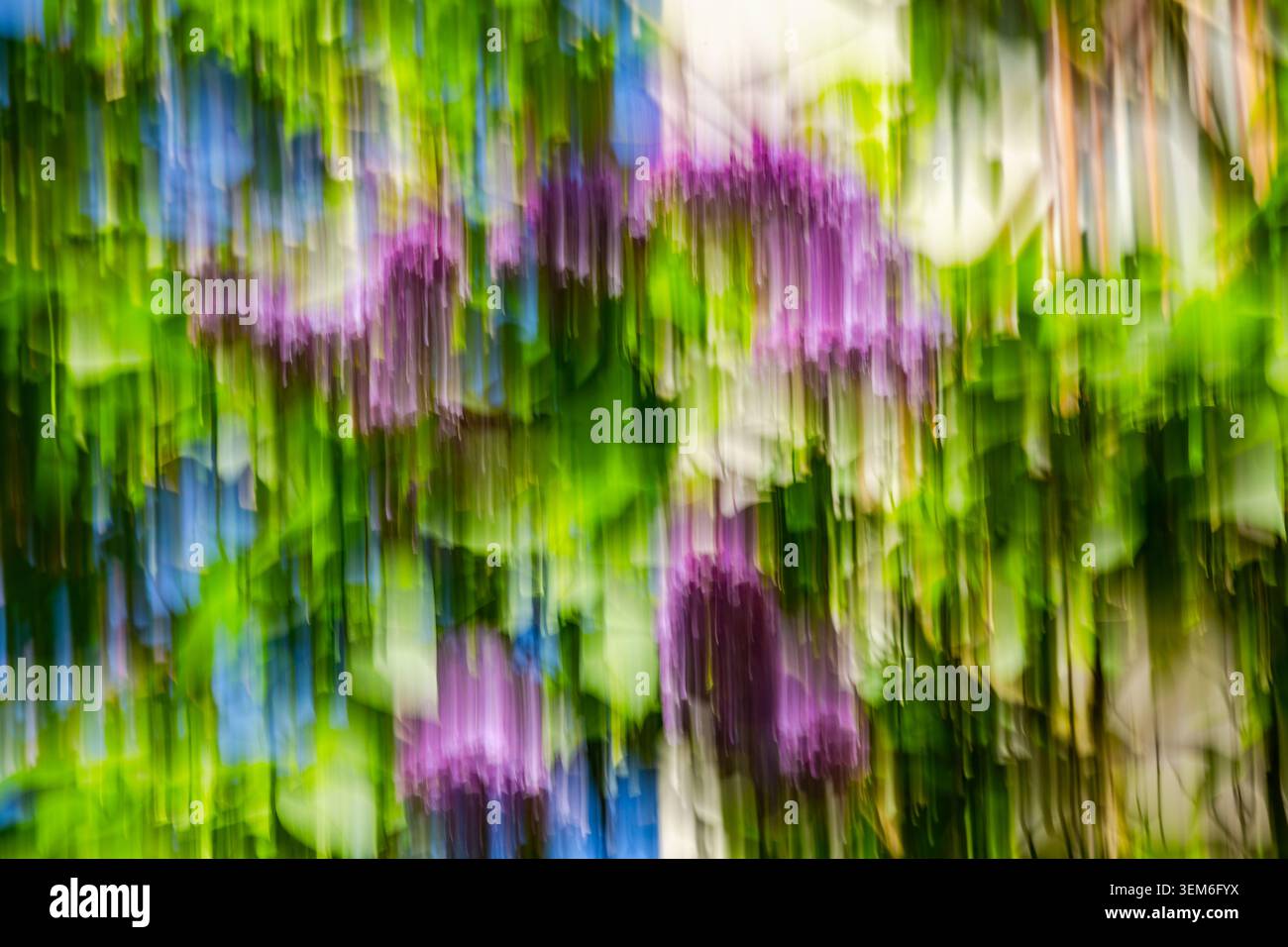 Primo piano. Immagine sfocata. Movimento. Sfondo astratto. Un albero lilla comune in fiore. Linee irregolari viola, verde e blu Foto Stock