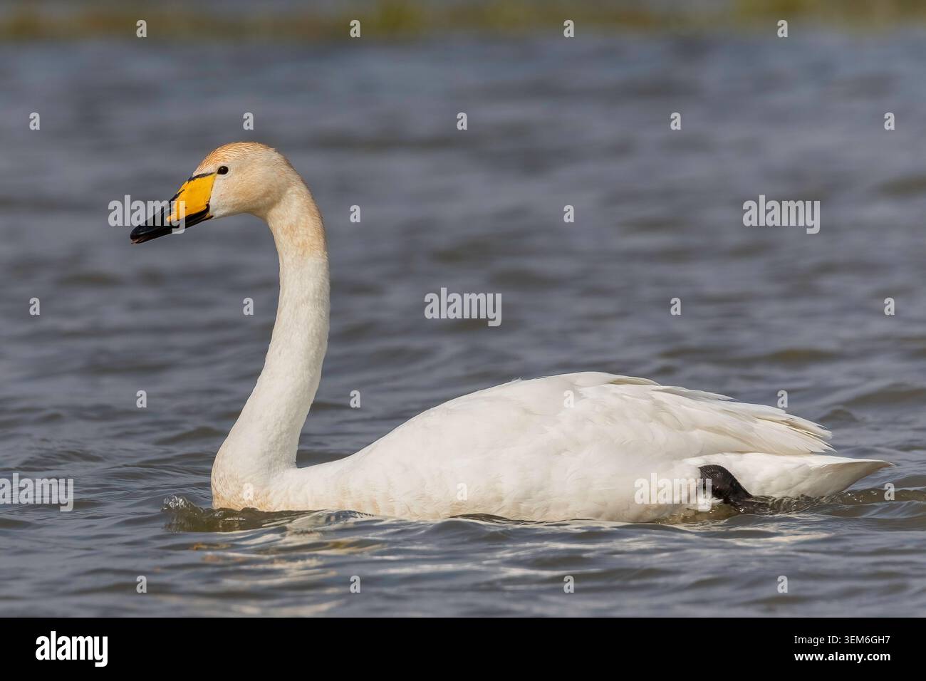 Whooper Swan (Cygnus cygnus), una specie migratoria di uccelli acquatici, che mostra un classico collo A forma Di S sul lago Mývatn, in Islanda. Foto Stock