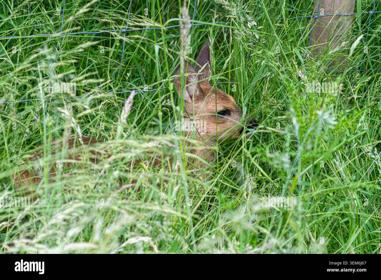 Capreolus capreolus (Capreolus capreolus) nascosto in erba alta all'inizio di giugno, Hampshire, Inghilterra, Regno Unito Foto Stock