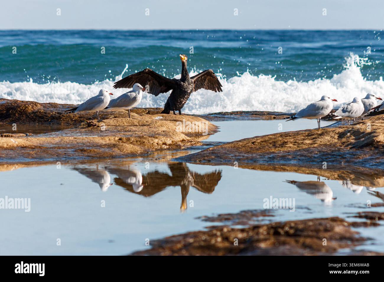 Questa foto accattivante presenta un grande cormorano nella sua iconica posa che asciuga le ali, incorniciato da un gruppo di gabbiani riposanti su una scogliera rocciosa illuminata dal sole. Il compos Foto Stock