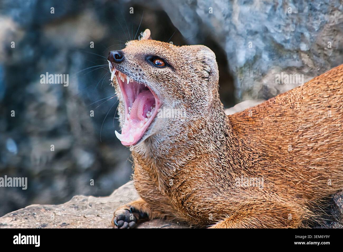 Mangusta gialla-Cynictis penicillata Foto Stock