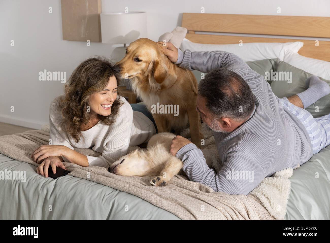 Donna sorridente mentre Golden retriever nuzzling faccia, uomo che raggiunge attraverso il letto accarezzare cani per salute Foto Stock