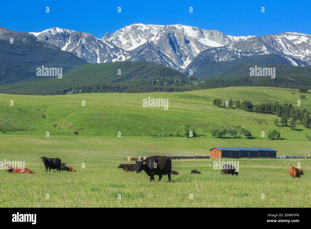 bestiame sotto le montagne beartooth vicino a dean, montana Foto Stock