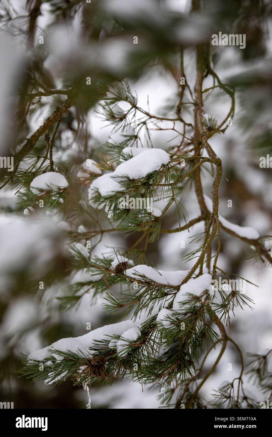 Vista dei rami di pino ricoperti di neve con aghi verdi e ramoscelli bruni nella regione di Eifel, Kelberg, Renania-Palatinato, Germania. Foto Stock