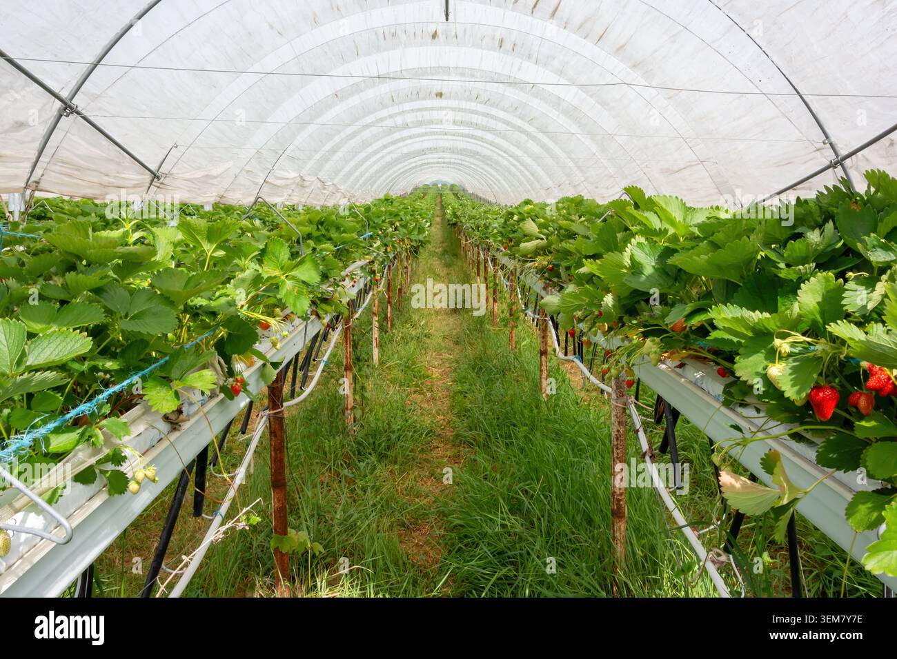 File di fragole elevate formano una lunga prospettiva centrale all'interno di un tunnel di plastica con piante a foglia verde, bacche mature e una corsia erbosa. Foto Stock