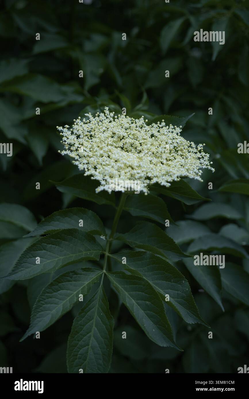 Sambuco (Sambuco), fiori, sciroppo di sambuco, sciroppo, giugno, pascolo di api, pascolo di insetti, adatto alle api, adatto agli insetti, Hohenlohe, Schwaebisch Hal Foto Stock