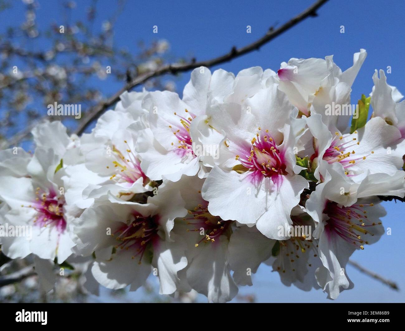 Ramoscello con vibranti fiori di mandorle (Prunus dulcis) con petali bianchi e sorprendenti centri rosa. Gli stami sono numerosi con punte gialle. Impostazione A. Foto Stock