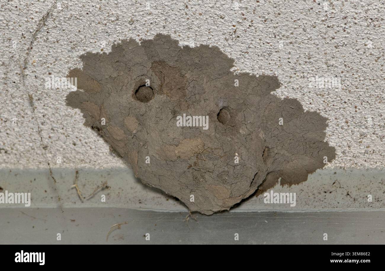 Nido di vespa per fango attaccato al controllo esterno degli insetti naturali. Foto Stock