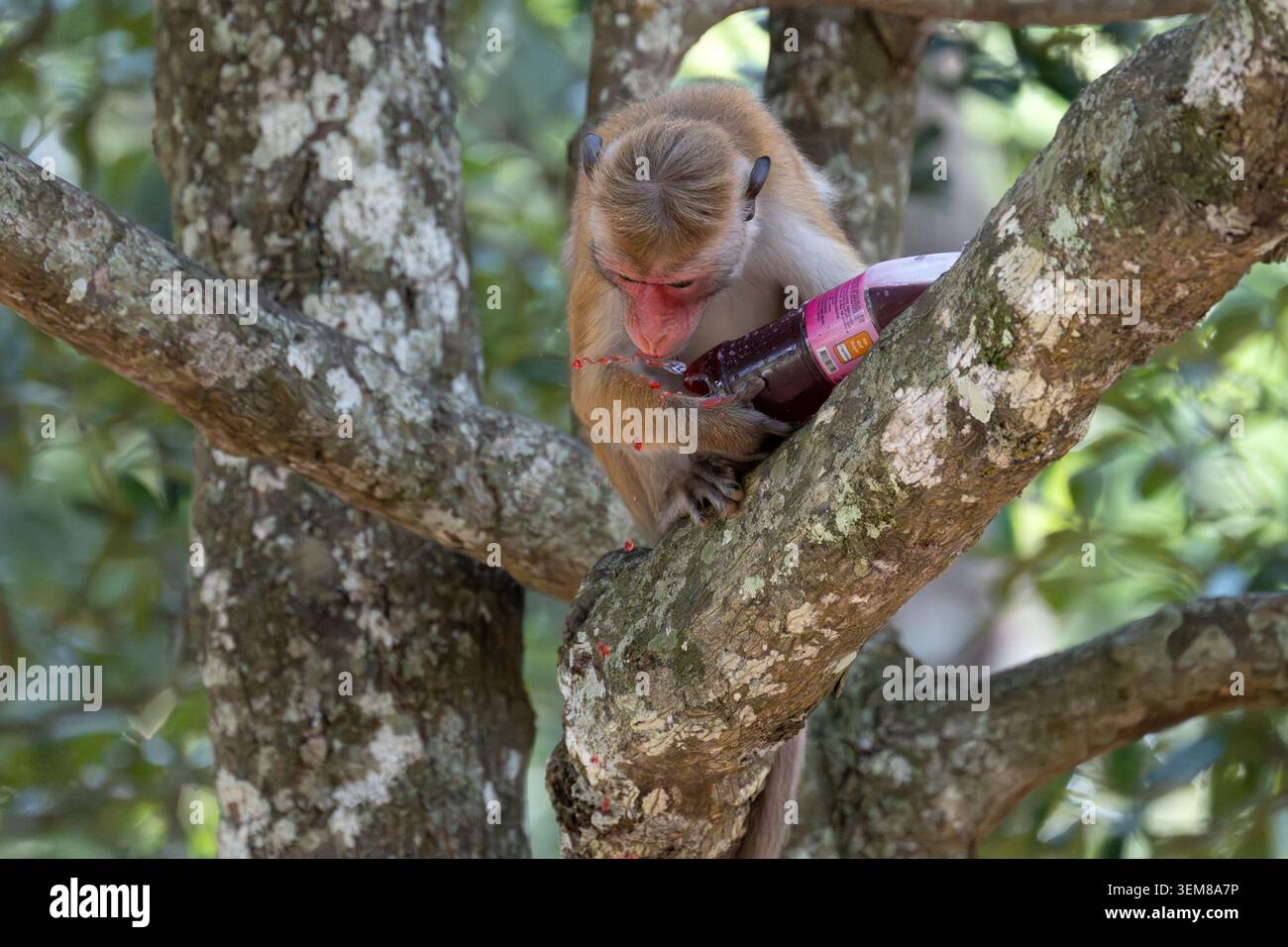 Un macaco Toque (Macaca sinica) impertinente appollaiato su un albero mentre la limonata rossa rubata schizza da una bottiglia di plastica a Wilpattu, nello Sri Lanka. Foto Stock