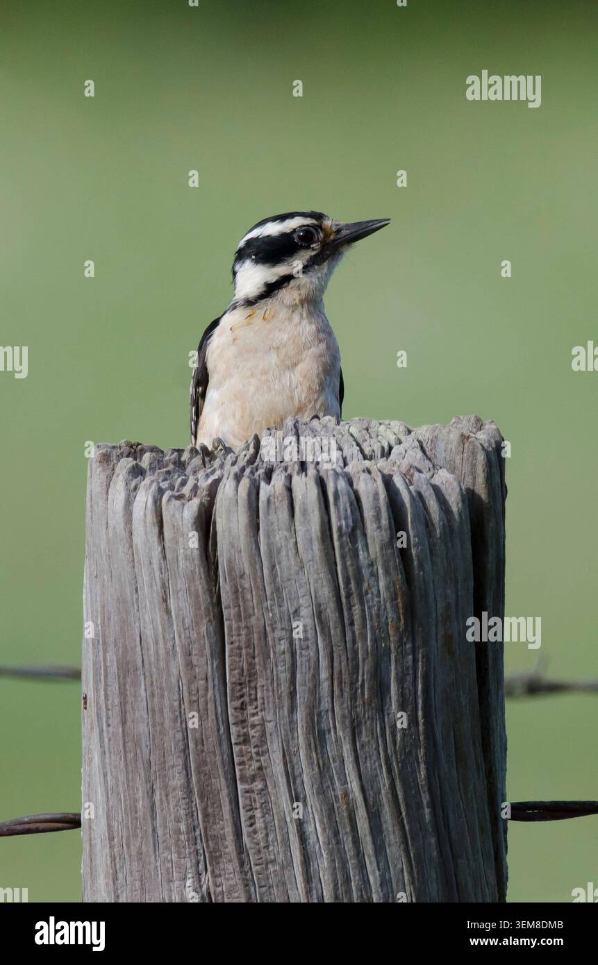 Downy Woodpecker, Dryobates pubescens, donna appollaiata sul recinto Foto Stock