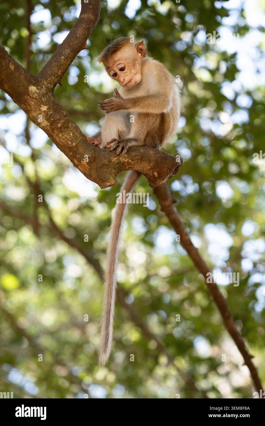 Un curioso macaco Toque (Macaca sinica) selvatico seduto su un albero e che ispeziona da vicino qualcosa che tiene nella sua mano nello Sri Lanka. Foto Stock