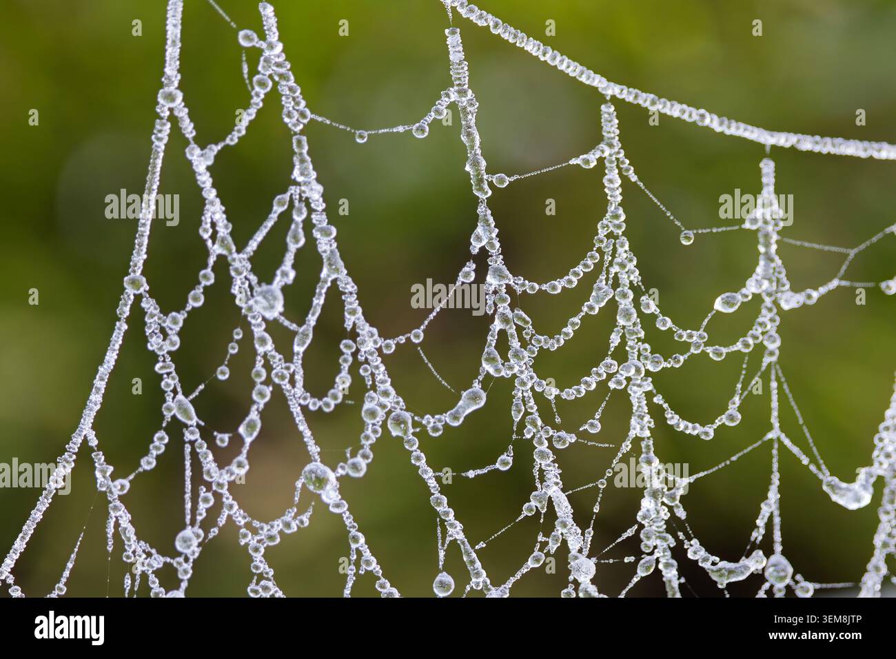 Vista ravvicinata di una ragnatela ricoperta di gocce di rugiada ghiacciate con uno sfondo verde tenue che mette in risalto i delicati dettagli invernali Foto Stock