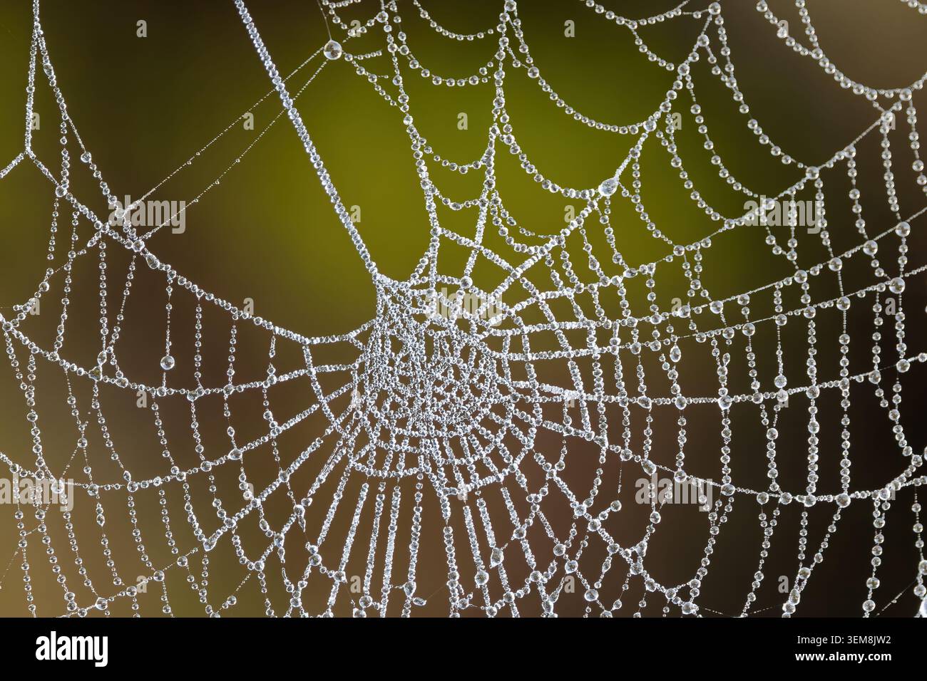 Rete di ragno completa ricoperta di perle di rugiada congelate che creano un motivo geometrico naturale su uno sfondo leggermente sfocato Foto Stock