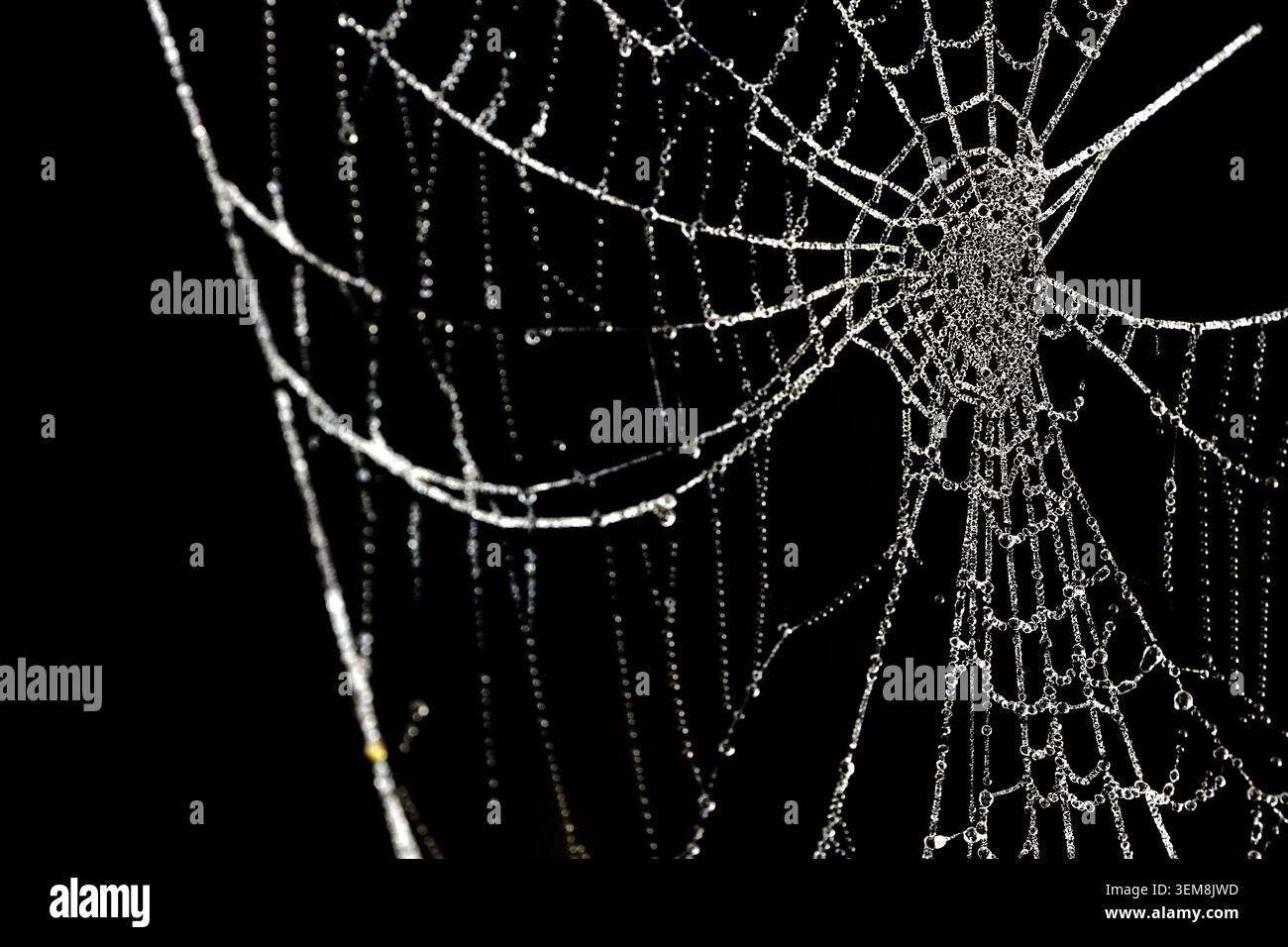 Ragno rivestito con cristalli di rugiada congelati che creano un sorprendente motivo geometrico su sfondo scuro Foto Stock