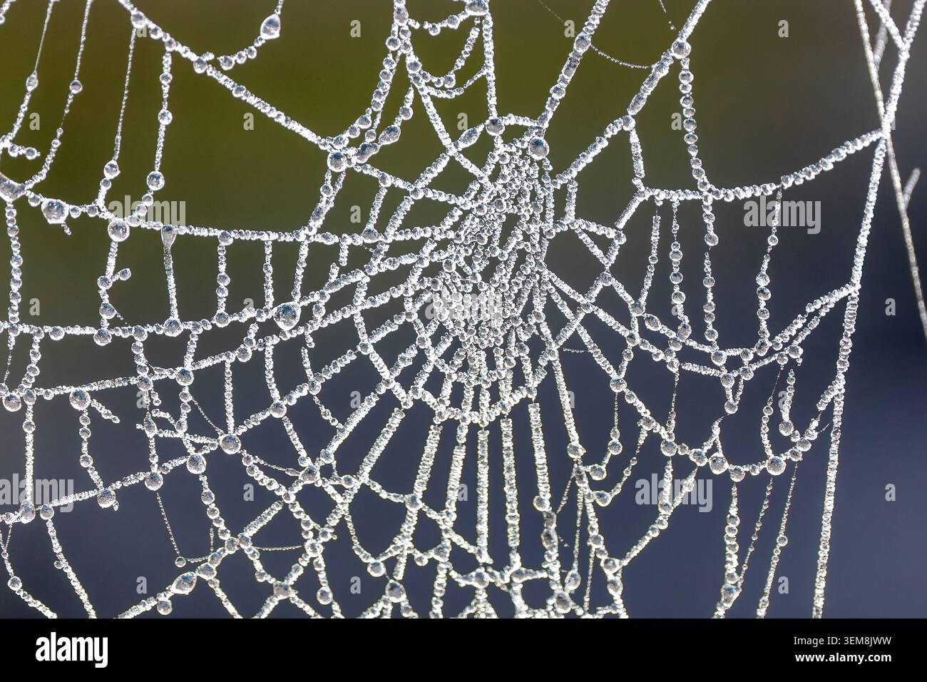 Rete di ragno completa decorata con goccioline di rugiada che creano un delicato motivo geometrico su uno sfondo di legno scuro Foto Stock