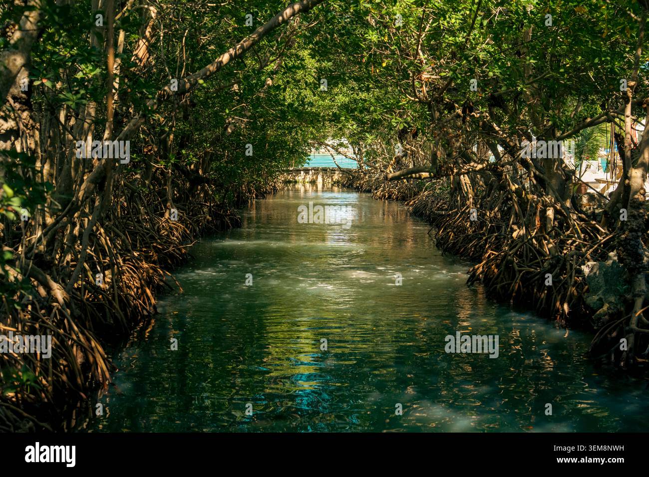 Un canale d'acqua dritto scorre attraverso una fitta foresta tropicale di mangrovie, formando un arco da rami intrecciati con vegetazione lussureggiante in una giornata di sole. Foto Stock