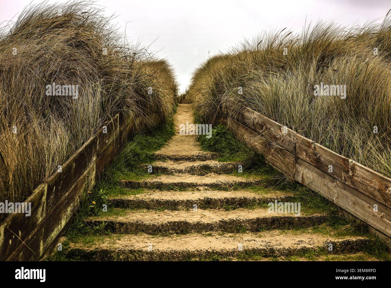 Un sentiero costiero di rustiche scale in arenaria che conduce attraverso l'alto Dune Grass Foto Stock
