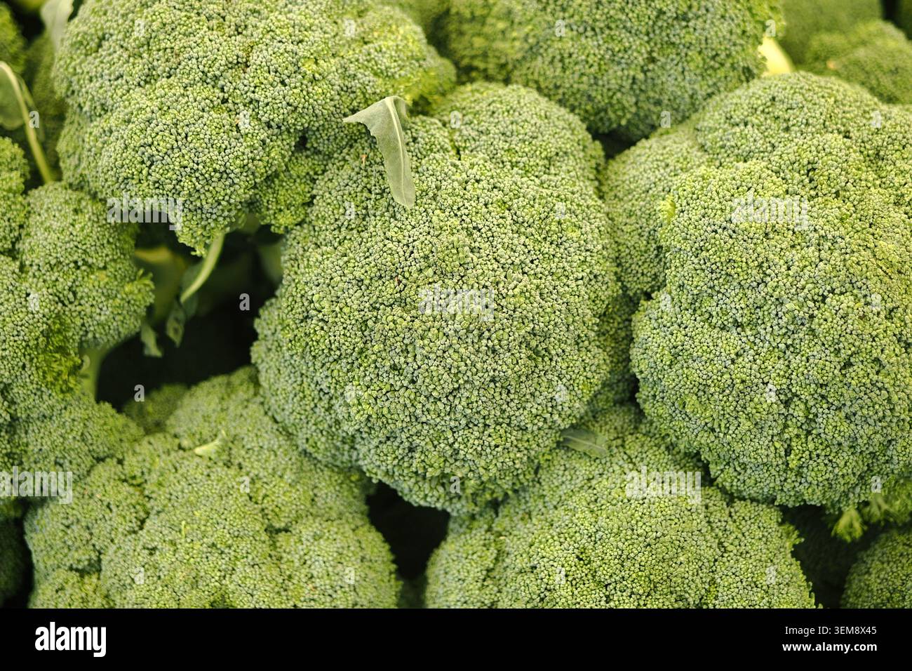 Broccoli freschi esposti in un mercato la mattina Foto Stock