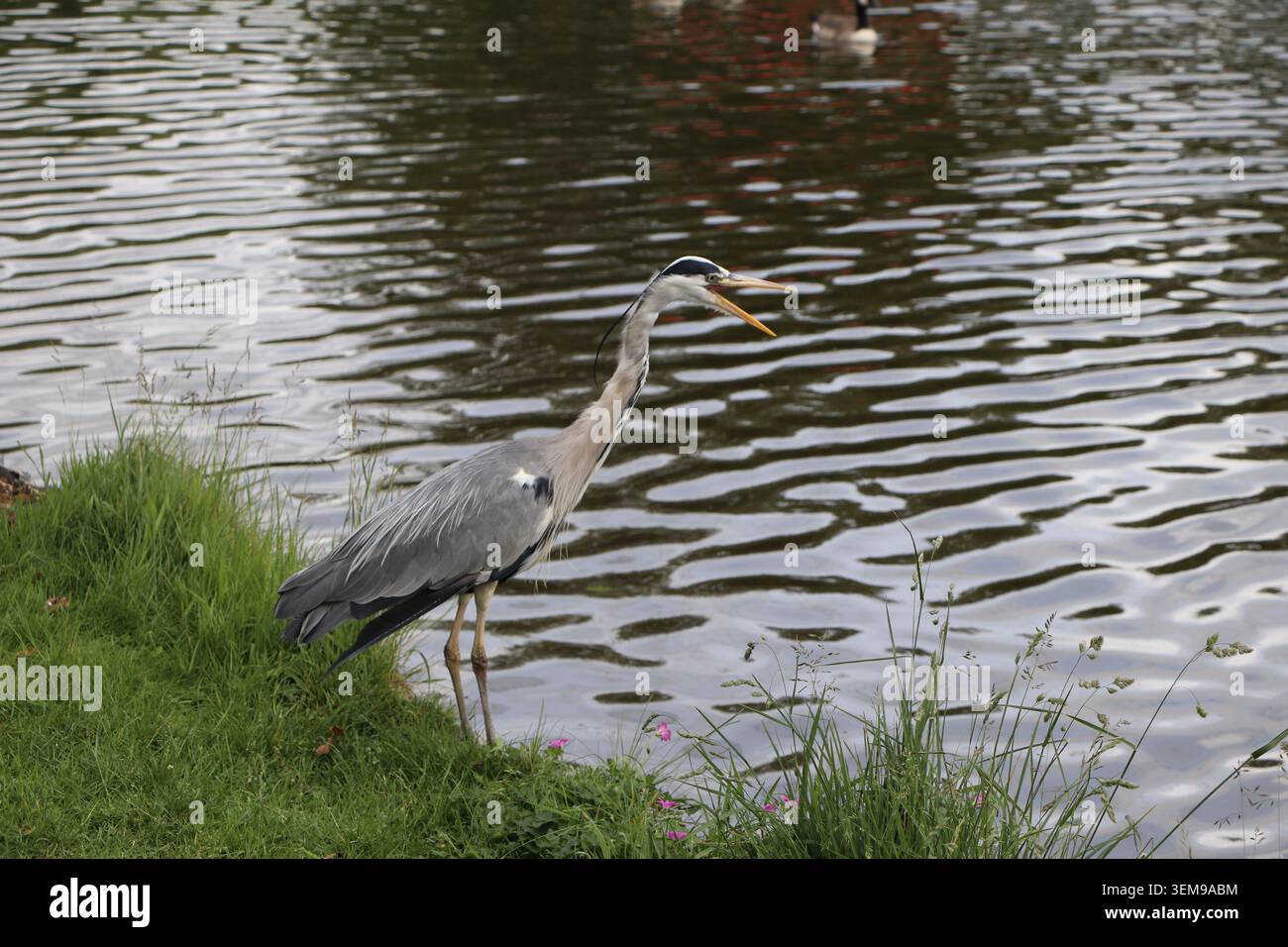 Un Heron da pesca vicino a un canale Foto Stock
