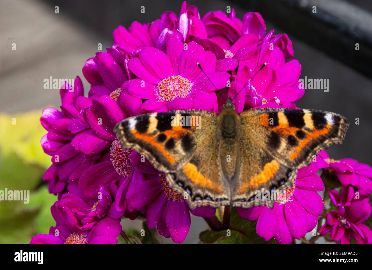 Una farfalla arancione-nera con ali macchiate blu si appoggia con grazia sui fiori magenta, mescolando bellezza intricata con un vivace fascino floreale. Foto Stock