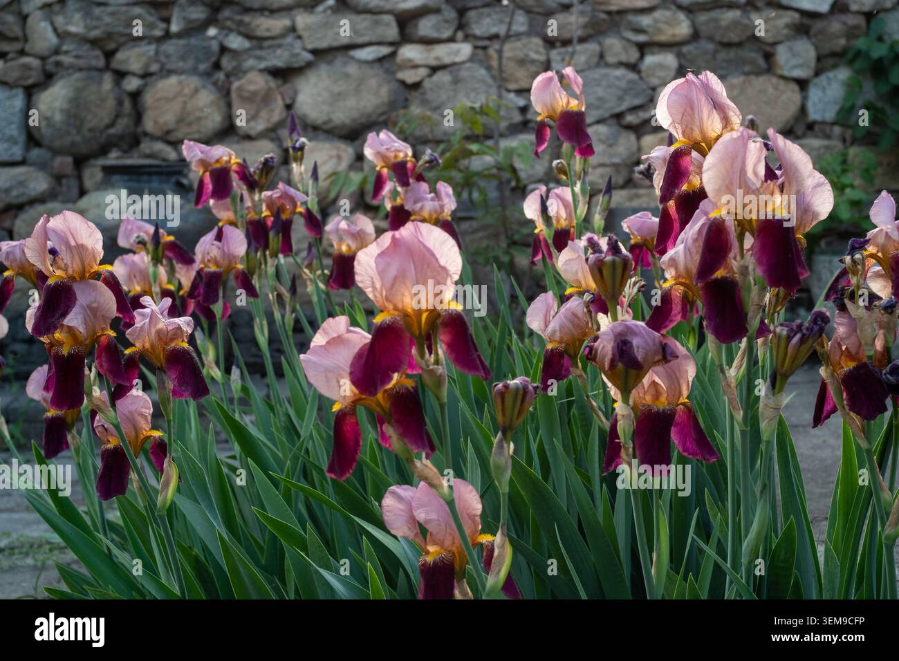 Fiore dell'Iris tedesco (Iris germanica). Foto Stock