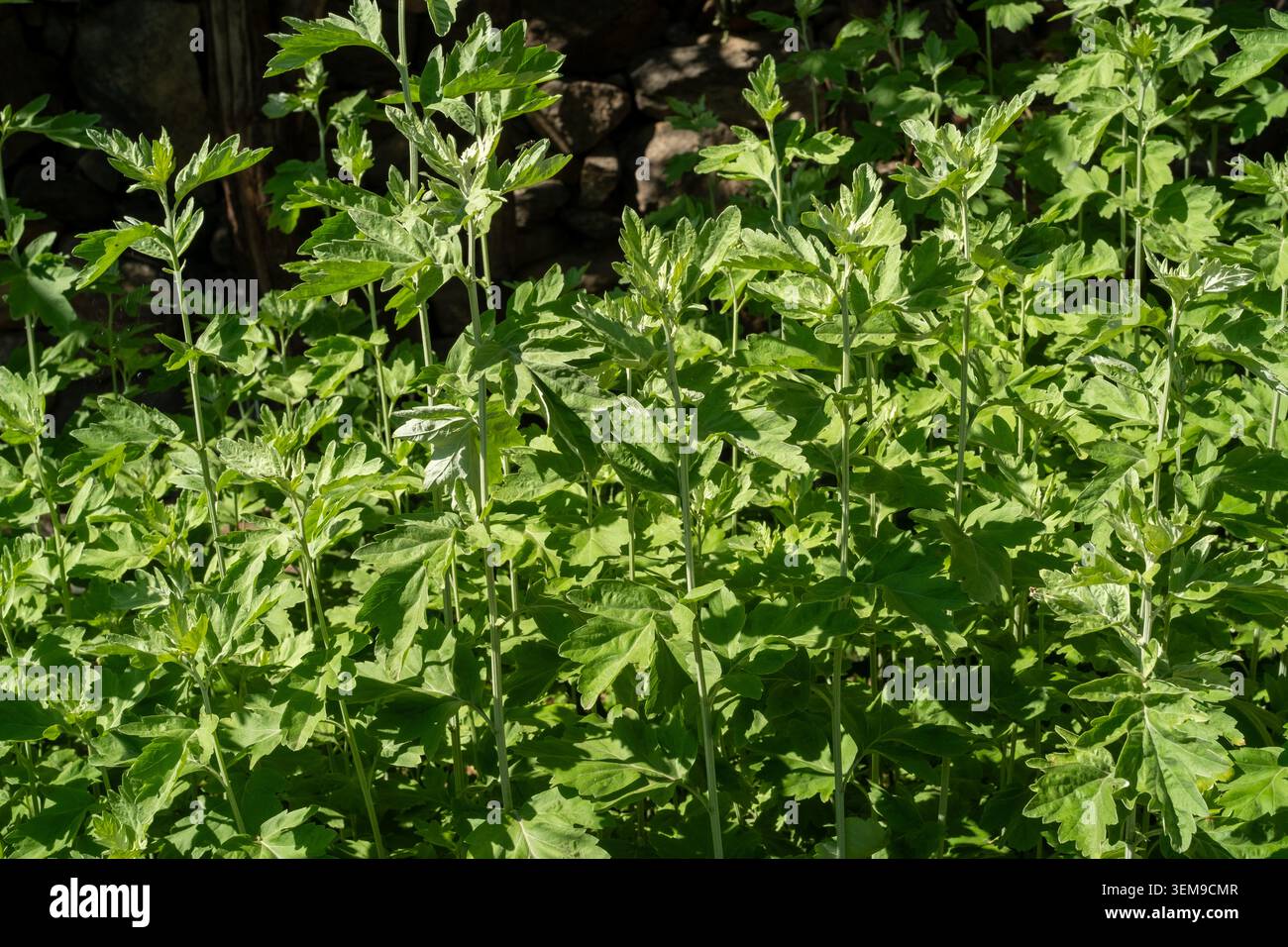 La mugwort cinese coltivata da un contadino per evitare tradizionalmente il male e la pestilenza durante il prossimo Dragon Boat Festival. Foto Stock