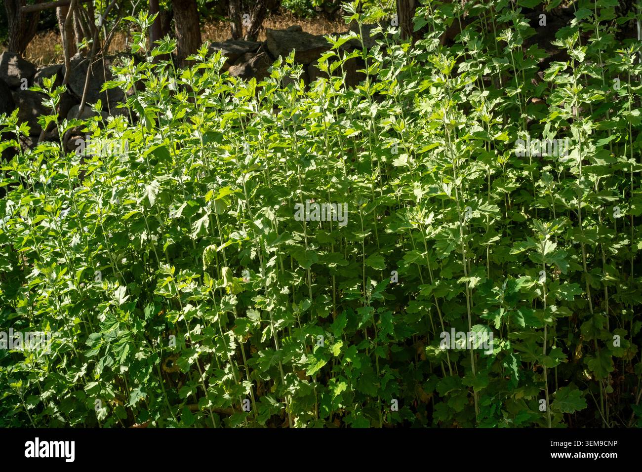 La mugwort cinese coltivata da un contadino per evitare tradizionalmente il male e la pestilenza durante il prossimo Dragon Boat Festival. Foto Stock