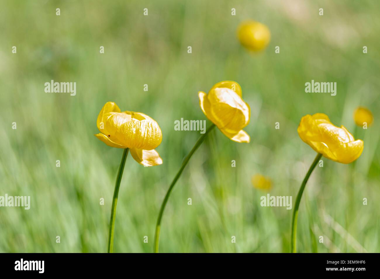Globe-Flower o Calderón - Trollius europaeus -, Benasque, Huesca, Spagna Foto Stock
