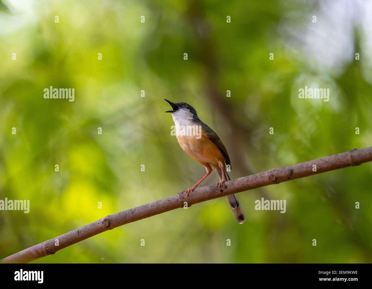 Ashy prinia, arroccato su un gambo d'erba in un habitat naturale con soffice piumaggio grigio e delicati dettagli in piuma. Fotografia di uccelli selvatici scattata di giorno Foto Stock