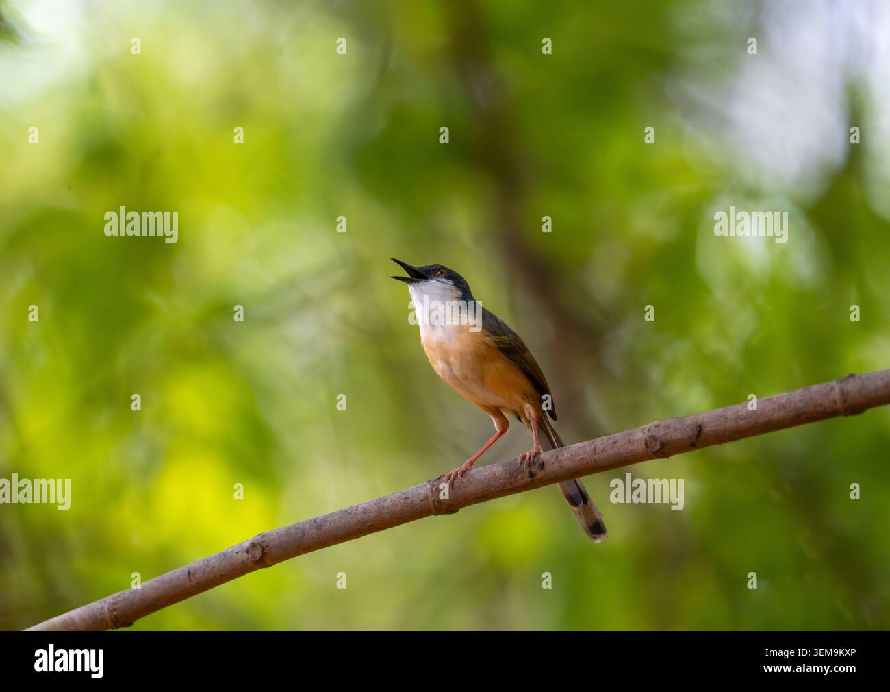 Ashy prinia, arroccato su un gambo d'erba in un habitat naturale con soffice piumaggio grigio e delicati dettagli in piuma. Fotografia di uccelli selvatici scattata di giorno Foto Stock